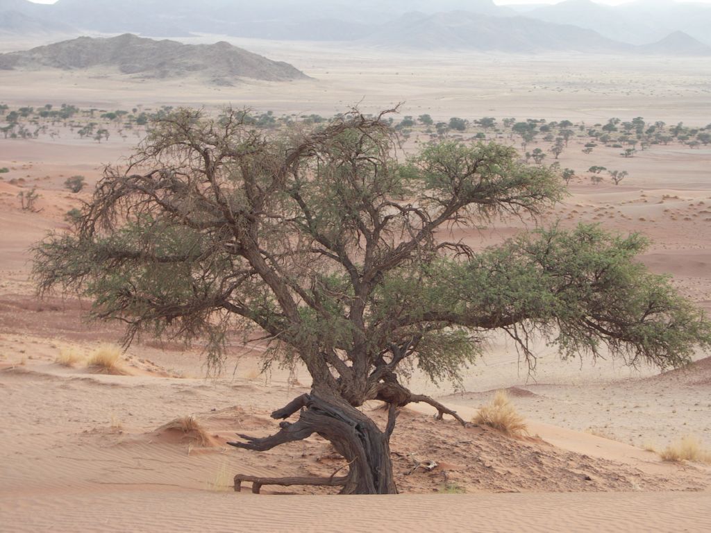 namib desert